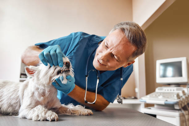 Best 24-Hour Emergency Dentist in Wheaton, MD